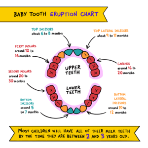 Teething chart